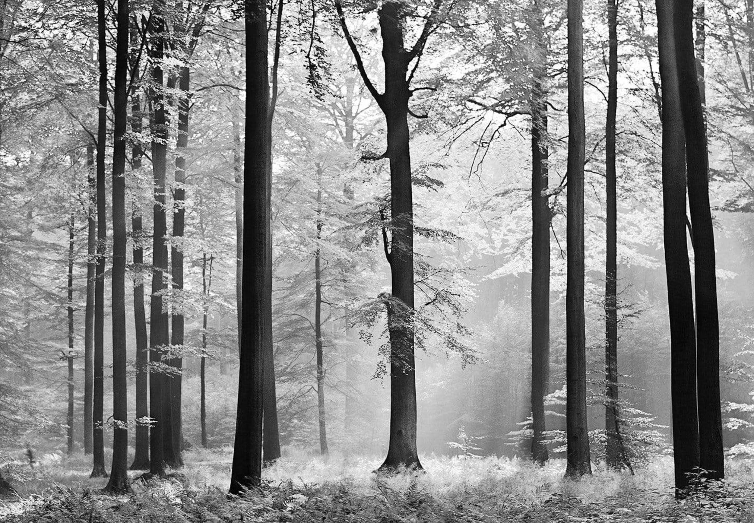 Fototapete - Avalon 366x254cm - Papiertapete