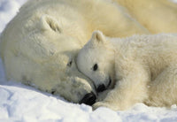 Komar Polar Bears Fototapete 184x127cm | Yourdecoration.de