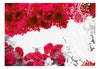 Fototapete - Colors of Spring Red - Vliestapete