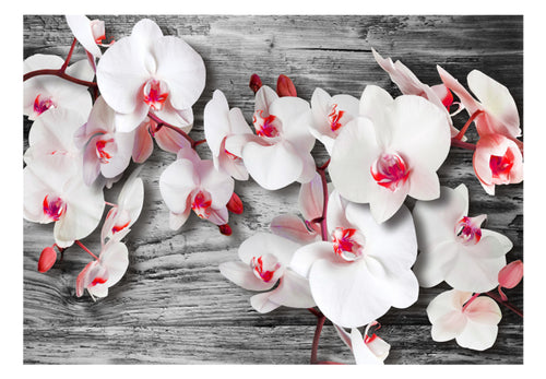 Fototapete - Callous Orchids - Vliestapete