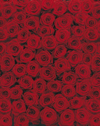 Komar Roses Fototapete 194x270cm | Yourdecoration.de