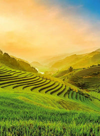 Wizard+Genius Terraced Rice Field In Vietnam Vlies Fototapete 192x260cm 4-bahnen | Yourdecoration.de