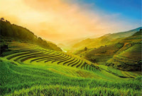 Wizard+Genius Terraced Rice Field In Vietnam Vlies Fototapete 384x260cm 8-bahnen | Yourdecoration.de