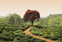 Wizard+Genius Red Tree and Hills in Sri Lanka Vlies Fototapete 384x260cm 8-bahnen | Yourdecoration.de