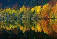 Wizard+Genius Autumn Forest Lake Vlies Fototapete 384x260cm 8-bahnen | Yourdecoration.de