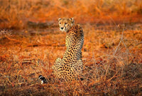 Wizard+Genius Leopard Safari Vlies Fototapete 384x260cm 8-bahnen | Yourdecoration.de