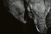Wizard+Genius Beautiful Elephant Vlies Fototapete 384x260cm 8-bahnen | Yourdecoration.de