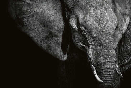 Wizard+Genius Beautiful Elephant Vlies Fototapete 384x260cm 8-bahnen | Yourdecoration.de