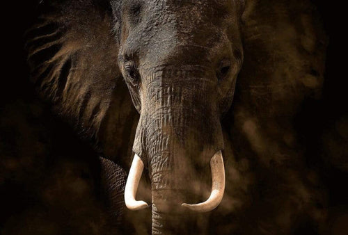 Wizard+Genius Elephant Ivory Vlies Fototapete 384x260cm 8-bahnen | Yourdecoration.de