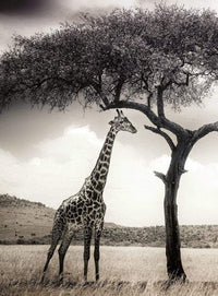 Wizard+Genius Giraffe Safari Vlies Fototapete 192x260cm 4-bahnen | Yourdecoration.de