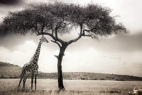 Wizard+Genius Giraffe Safari Vlies Fototapete 384x260cm 8-bahnen | Yourdecoration.de