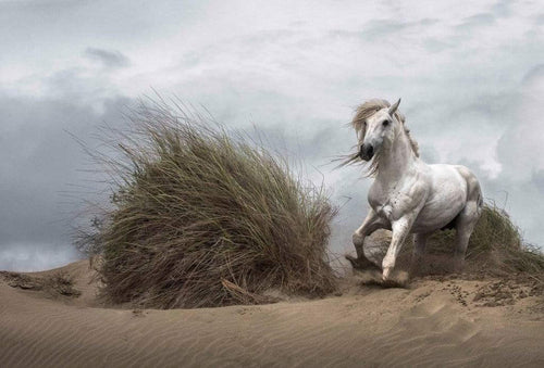Wizard+Genius White Wild Horse Vlies Fototapete 384x260cm 8-bahnen | Yourdecoration.de