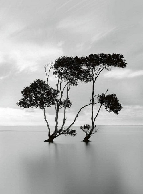 Wizard+Genius Trees In The Still Water Vlies Fototapete 192x260cm 4-bahnen | Yourdecoration.de