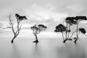 Wizard+Genius Trees in the Still Water Vlies Fototapete 384x260cm 8-bahnen | Yourdecoration.de