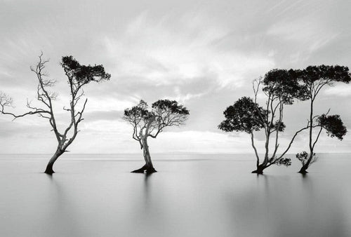 Wizard+Genius Trees in the Still Water Vlies Fototapete 384x260cm 8-bahnen | Yourdecoration.de