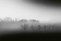 Wizard+Genius Foggy Landscape Vlies Fototapete 384x260cm 8-bahnen | Yourdecoration.de