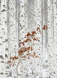 Wizard+Genius White Birch Forest Vlies Fototapete 192x260cm 4-bahnen | Yourdecoration.de