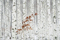 Wizard+Genius White Birch Forest Vlies Fototapete 384x260cm 8-bahnen | Yourdecoration.de