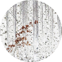 Wizard+Genius White Birch Forest Vlies Fototapete 140x140cm rund | Yourdecoration.de