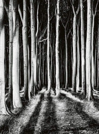 Wizard+Genius Ghost Forest Vlies Fototapete 192x260cm 4-bahnen | Yourdecoration.de