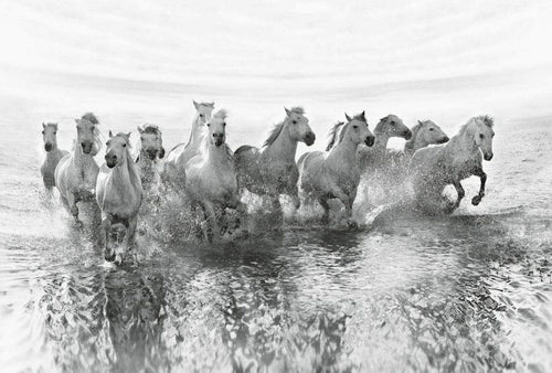 Wizard+Genius White Horses Vlies Fototapete 384x260cm 8-bahnen | Yourdecoration.de
