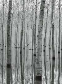 Wizard+Genius Birch Forest In The Water Vlies Fototapete 192x260cm 4-bahnen | Yourdecoration.de
