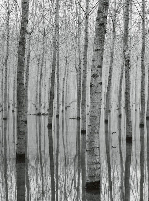 Wizard+Genius Birch Forest In The Water Vlies Fototapete 192x260cm 4-bahnen | Yourdecoration.de