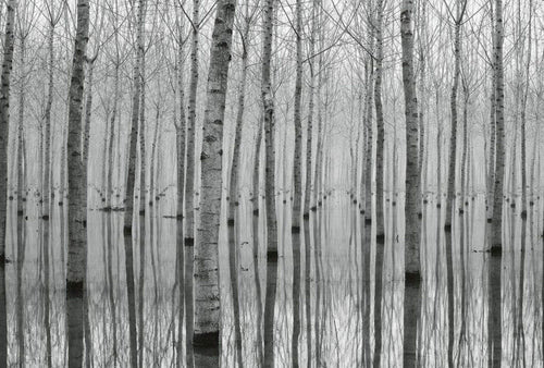 Wizard+Genius Birch Forest in the Water Vlies Fototapete 384x260cm 8-bahnen | Yourdecoration.de