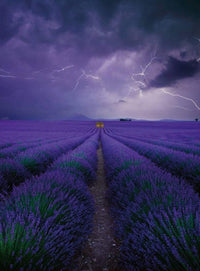 Wizard+Genius Field Of Lavender Vlies Fototapete 192x260cm 4-bahnen | Yourdecoration.de