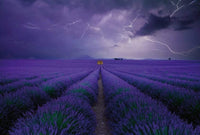 Wizard+Genius Field of Lavender Vlies Fototapete 384x260cm 8-bahnen | Yourdecoration.de