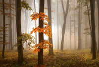 Wizard+Genius Foggy Autumn Forrest Vlies Fototapete 384x260cm 8-bahnen | Yourdecoration.de
