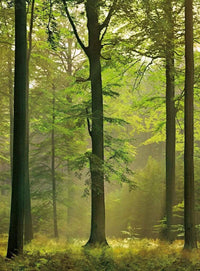 Wizard+Genius Autumn Forest Vlies Fototapete 192x260cm 4-bahnen | Yourdecoration.de