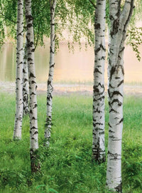 Wizard+Genius Nordic Forest Vlies Fototapete 192x260cm 4-bahnen | Yourdecoration.de