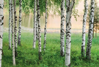 Wizard+Genius Nordic Forest Vlies Fototapete 384x260cm 8-bahnen | Yourdecoration.de