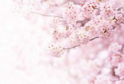 Wizard+Genius Delicate Flowers Vlies Fototapete 384x260cm 8-bahnen | Yourdecoration.de
