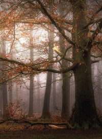 Wizard+Genius Foggy Autumn Forest Vlies Fototapete 192x260cm 4-bahnen | Yourdecoration.de
