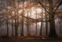 Wizard+Genius Foggy Autumn Forest Vlies Fototapete 384x260cm 8-bahnen | Yourdecoration.de