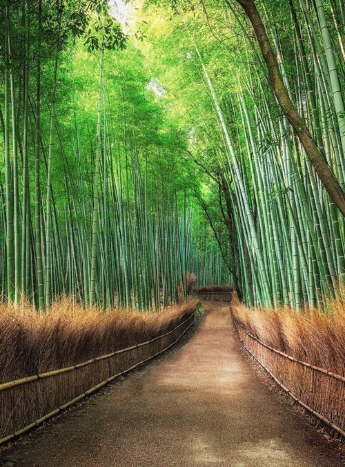 Wizard+Genius Bamboo Grove Kyoto Vlies Fototapete 192x260cm 4-bahnen | Yourdecoration.de