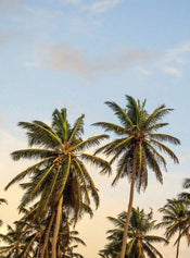 Wizard+Genius Take me to Ibiza Vlies Fototapete 192x260cm 4-bahnen | Yourdecoration.de