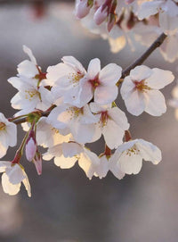 Wizard+Genius Cherry Blossoms Vlies Fototapete 192x260cm 4-bahnen | Yourdecoration.de