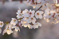 Wizard+Genius Cherry Blossoms Vlies Fototapete 384x260cm 8-bahnen | Yourdecoration.de