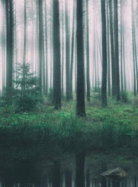 Wizard+Genius In the Woods Vlies Fototapete 192x260cm 4-bahnen | Yourdecoration.de