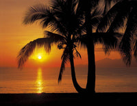 Komar Palmy Beach Sunrise Fototapete 368x254cm | Yourdecoration.de