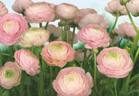 Komar Gentle Rose Fototapete 368x254cm | Yourdecoration.de