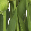 Komar Tulips Fototapete 368x254cm | Yourdecoration.de