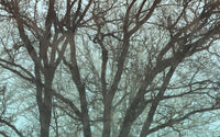 Komar Whispering Woods Vlies Fototapete 400x250cm 4 bahnen | Yourdecoration.de