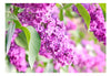 Fototapete - Lilac Flowers - Vliestapete