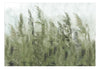 Fototapete - Tall Grasses Green - Vliestapete