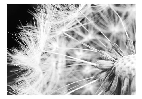 Fototapete - Black and White Dandelion - Vliestapete