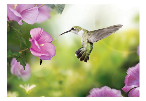 Fototapete - Humming-Bird - Vliestapete